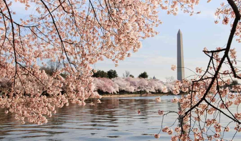 Therapy in DC